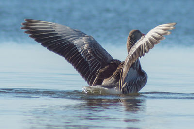 Close-up of graylag goose with spread wings
