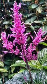 Close-up of pink flowers