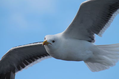 Low angle view of seagull flying against clear blue sky