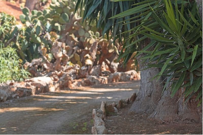 Close-up of plants growing on land