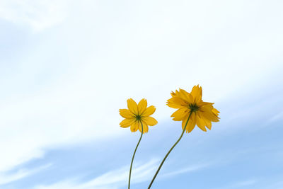 Close-up of yellow flowering plant against sky