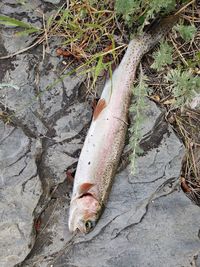 High angle view of fish on field