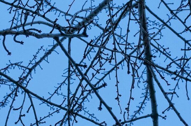 low angle view, branch, bare tree, clear sky, blue, tree, bird, sky, nature, day, outdoors, no people, tranquility, animal themes, perching, close-up, beauty in nature, twig, animals in the wild, wildlife