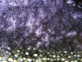 Close up of purple petals