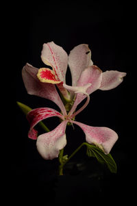 Close-up of pink rose flower against black background