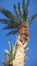 Low angle view of tree against clear blue sky