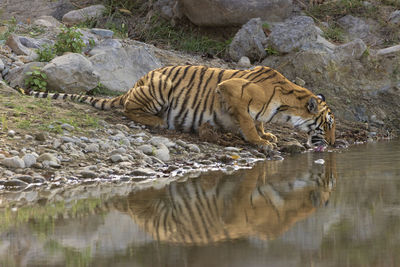 Reflection  of a tiger drinking water from a lake