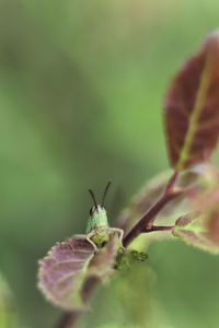 Close-up of ant on plant