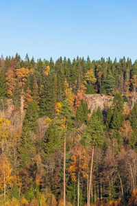 Trees growing on field against sky during autumn