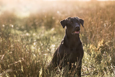 Dog looking away on field