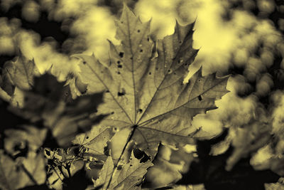Close-up of leaves on plant