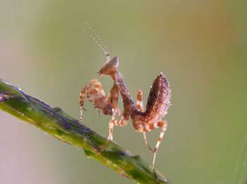 Close-up of insect on plant