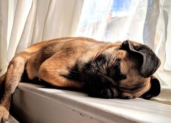 Close-up of a dog sleeping