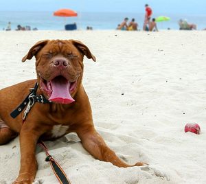 Close-up of dog on beach