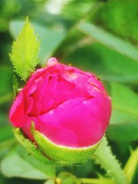 Close-up of pink flower blooming outdoors