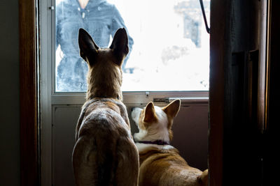 Close-up of dog at home