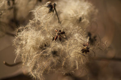 Close-up of wilted plant