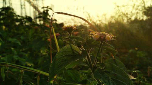 Close-up of fresh plants