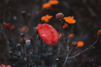 Close-up of red flowering plant