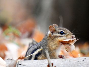 Close-up of chipmunk