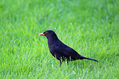 Close-up of bird on field