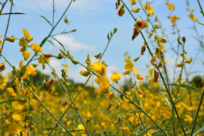 Close-up of yellow flowers blooming in field