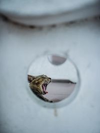 Close-up of cat by water