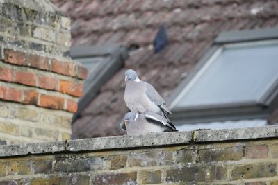 Low angle view of bird perching on roof against building