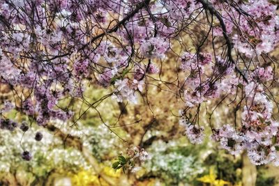 Low angle view of cherry blossom tree