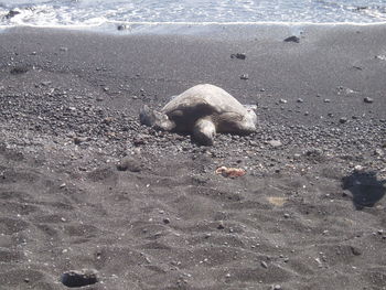 High angle view of crab on beach