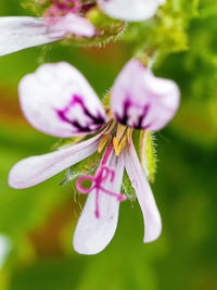 Close-up of pink flower