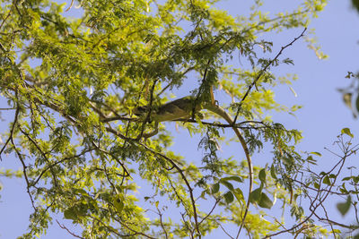 Lizard on branch