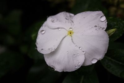 Close-up of wet flower