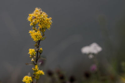 Close-up of yellow flowering plant