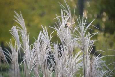 Close-up of frozen plants on land