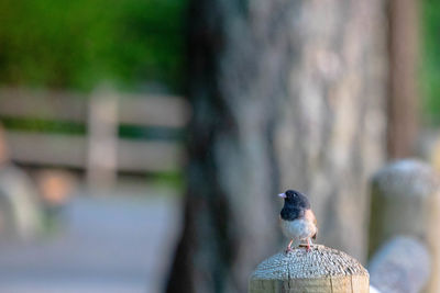 Close-up of bird perching on tree trunk