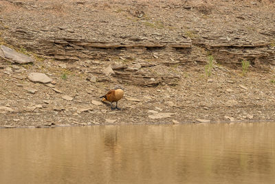 View of crab on rock in lake