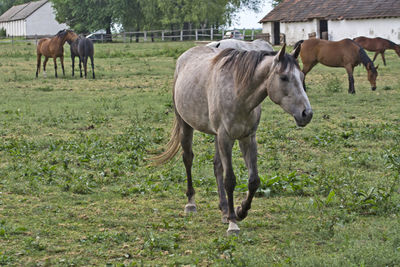 A group of young horses grazing in the evening. horses are grown on a horse stud farm.
