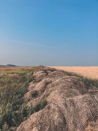 Scenic view of field against clear sky