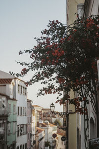 Low angle view of tree and building against sky