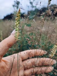 Close-up of hand holding plant