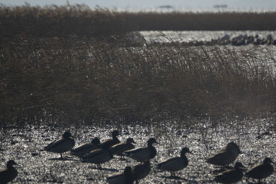 Flock of birds on beach