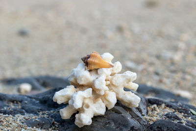 Close-up of shells on sand