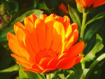 Close-up of orange flower blooming outdoors