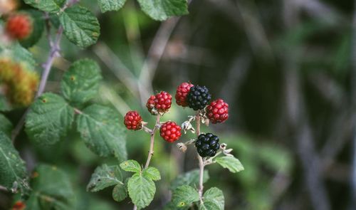 Close-up of red berries growing on tree