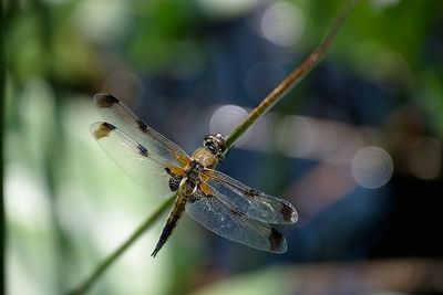 Close-up of dragonfly on twig