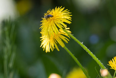 Close-up of bee pollinating on flower