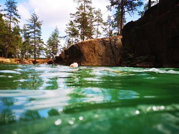 Surface level of ducks swimming in water at forest