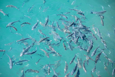 Fishes swimming in sea