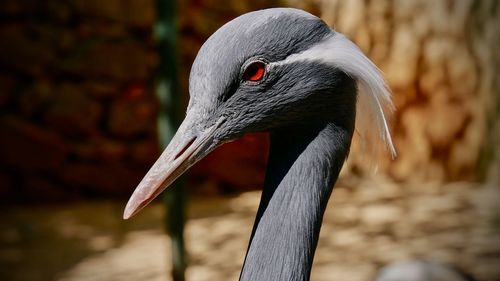 Close-up portrait of a bird